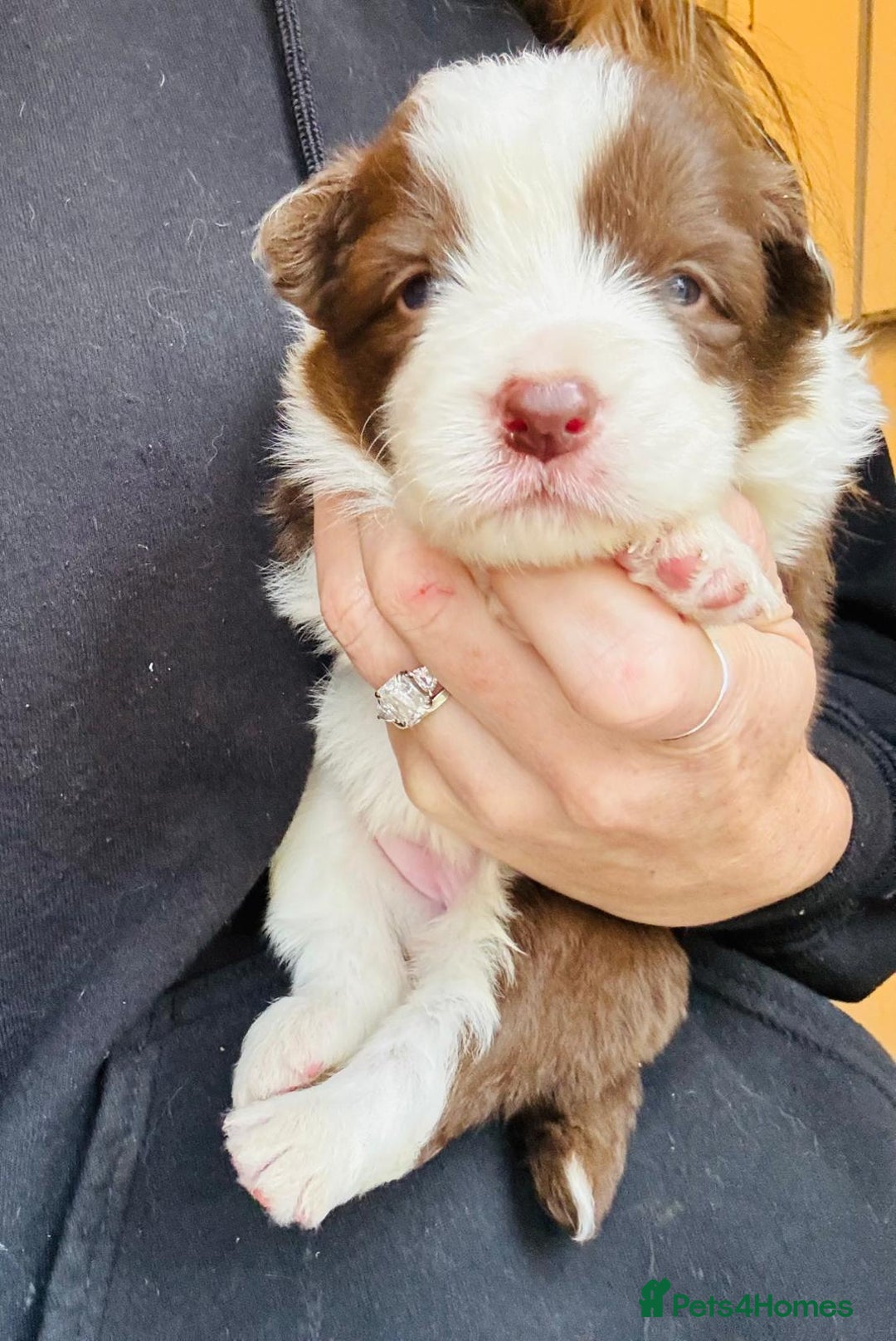 Border Collie dogs for sale: KC Reg (pending) Border Collie Puppies For Sale - Image 8