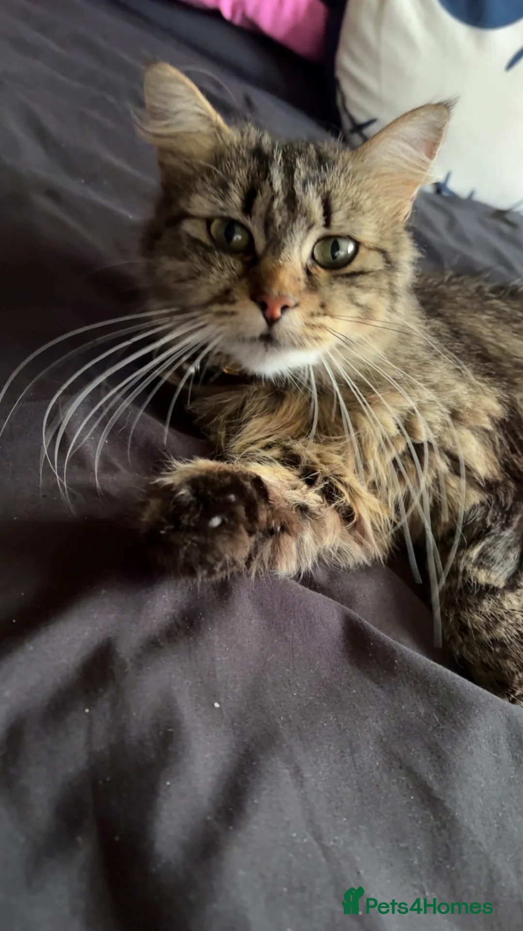 Mixed Breed cats for sale: 4 Kitten for sale! - Advert 2