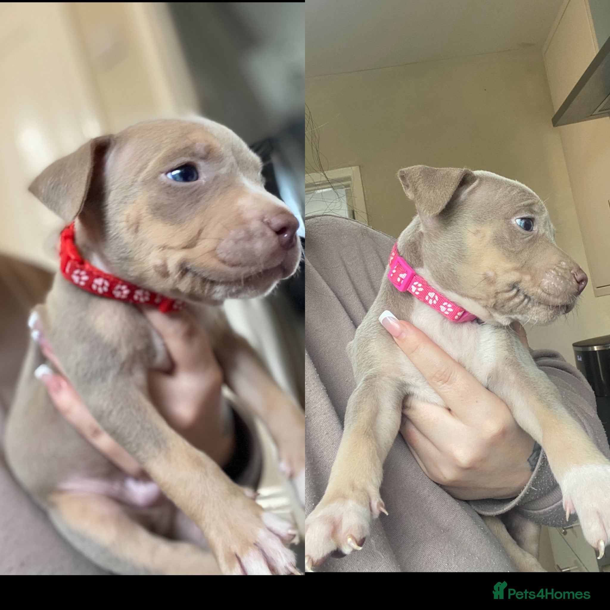 American Bully dogs LILAC TRI AMERICAN BULLY PUPS (standard) - Advert 2
