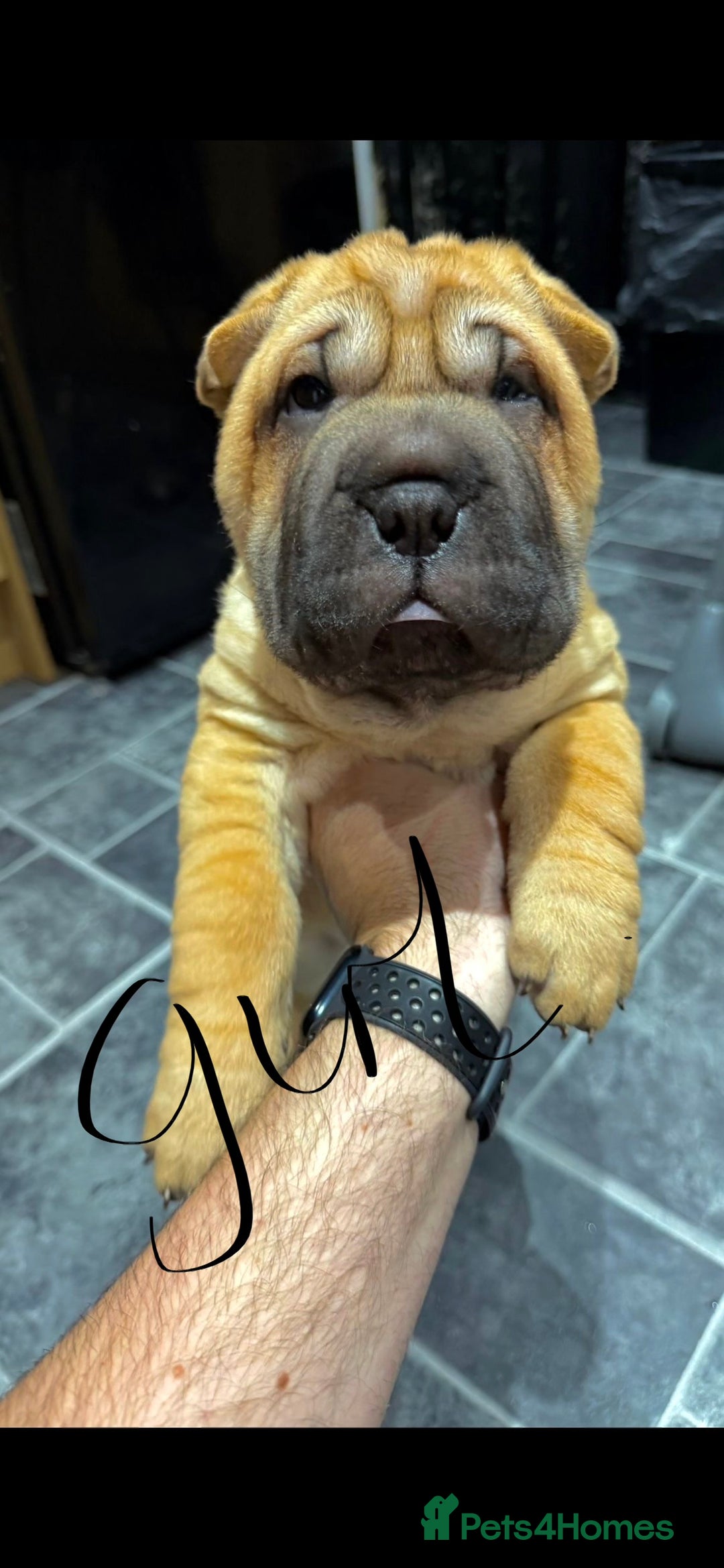 Shar Pei dogs for sale: 2 baby’s left… 1 boy & 1 girl left  - Advert 5