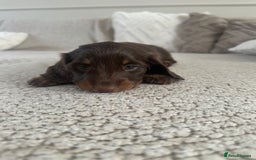Miniature Dachshund dogs for sale: Exceptional quality long haired mini dachshunds - Image 31