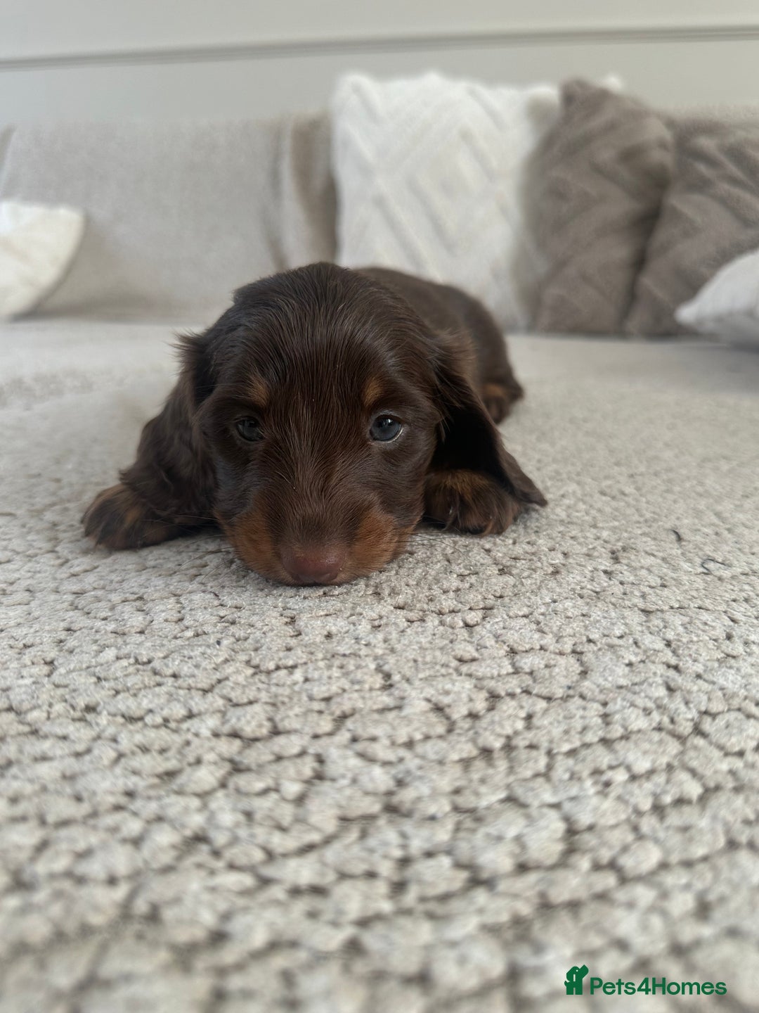 Miniature Dachshund dogs for sale: Exceptional quality long haired mini dachshunds - Image 31