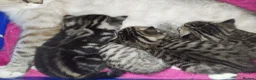 British Shorthair cats for sale: Tabby british shorthair kittens - Advert 29