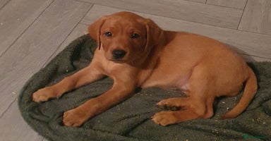 Labrador Retriever dogs - Advert 13