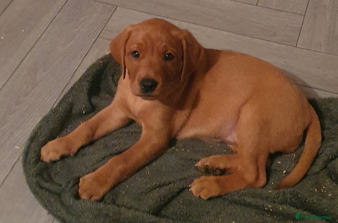 Labrador Retriever dogs for sale: **Only 2 Girls Left** Fox Red Labrador Puppies - Image 3