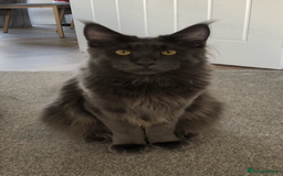 Maine Coon cats for sale: Beautiful Blue/Black Smoked or Solid Maine Coons  - Image 7