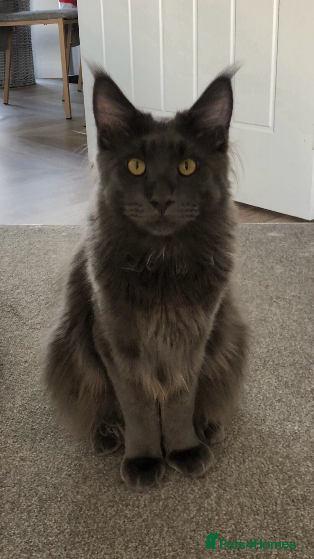 Maine Coon cats for sale: Beautiful Blue/Black Smoked or Solid Maine Coons  - Image 7