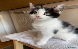 Mixed Breed cats for sale: British short hair kittens - Image 7
