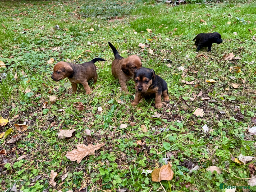 Mixed Breed dogs for sale: 🖤 BOLD Patterdale X  puppies 🖤 - Image 6