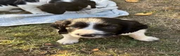 English Springer Spaniel dogs for sale: Springer spaniel puppies - Advert 6