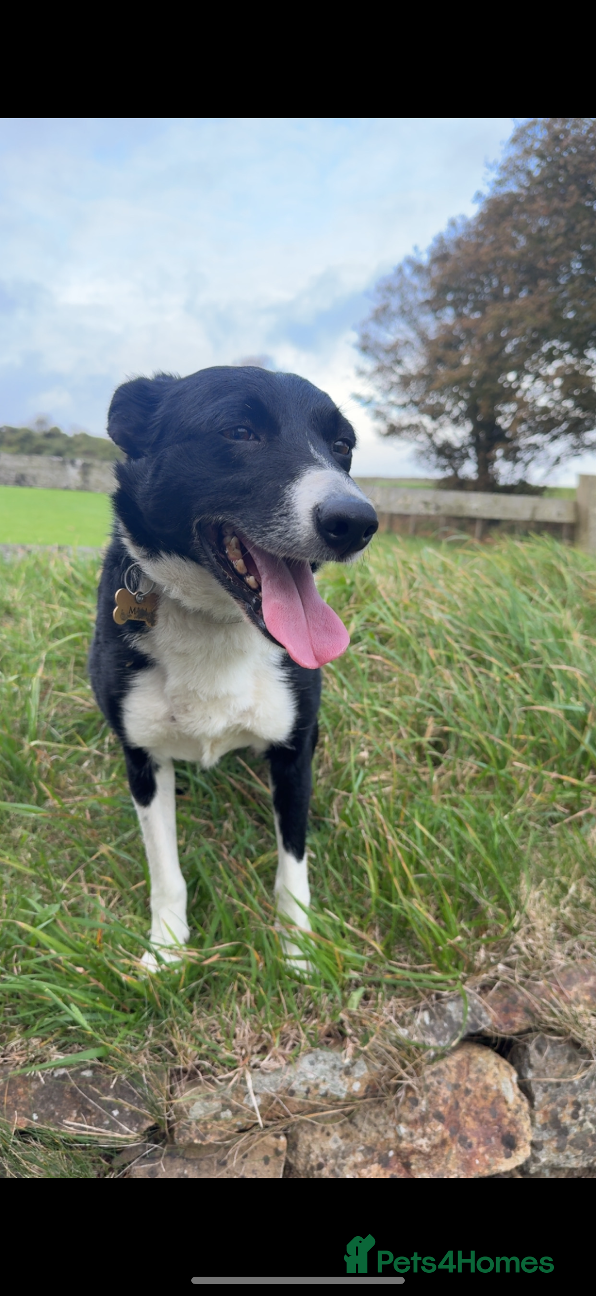 Border Collie dogs REHOMING MALI - FEMALE BORDER COLLIE - Advert 4