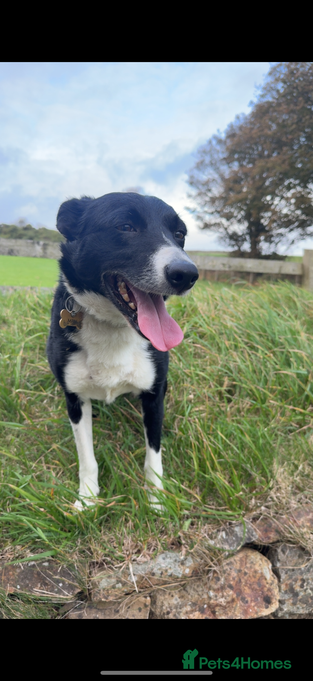 Border Collie dogs for sale: REHOMING MALI - FEMALE BORDER COLLIE - Advert 1