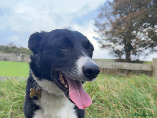 Border Collie dogs REHOMING MALI - FEMALE BORDER COLLIE - Advert 14