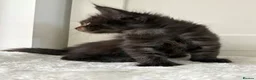 Maine Coon cats for sale: Black silver mackerel boy (reserved) - Advert 9