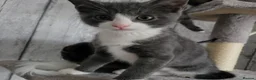 Domestic Shorthair cats for sale: 2 female adorable affectionate kittens in Seaton - Advert 11