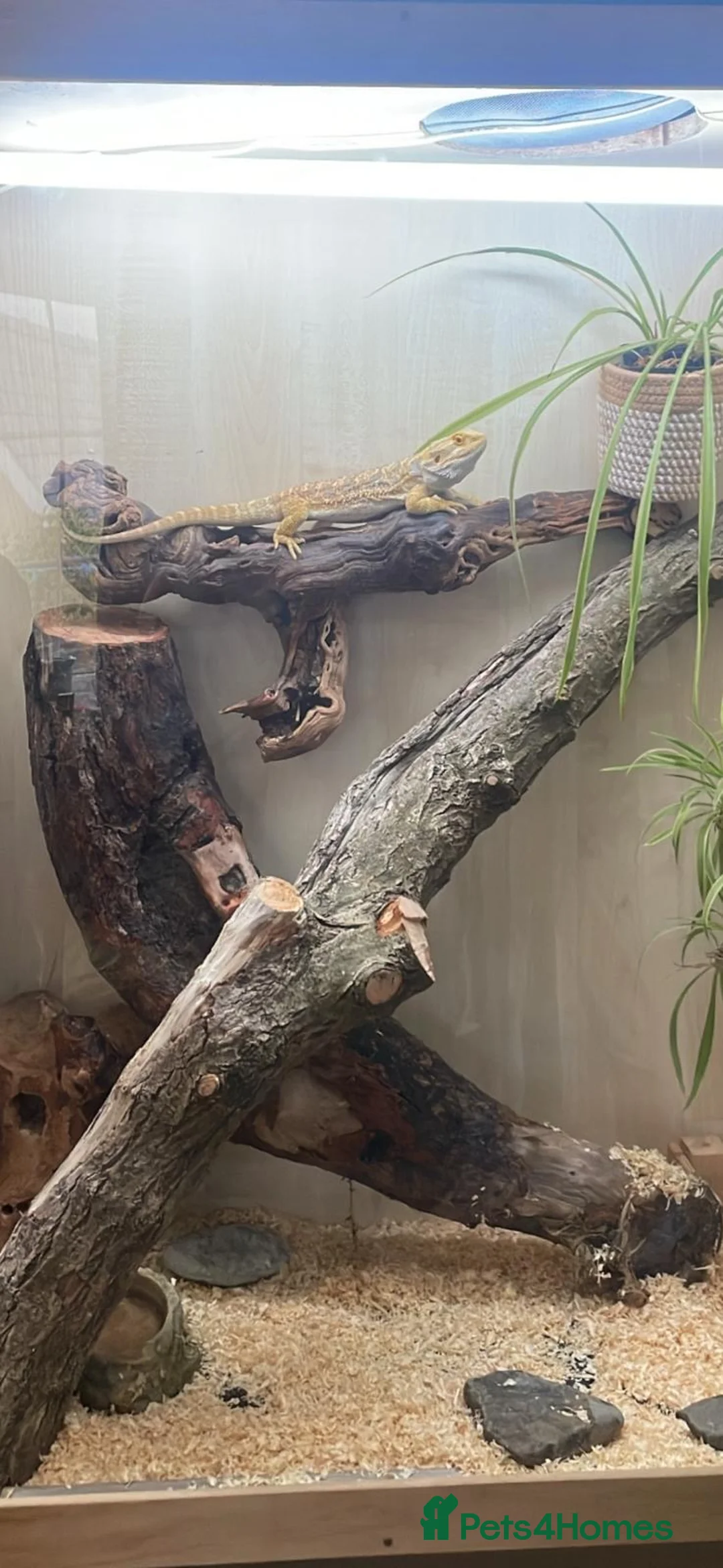 Bearded Dragon reptiles for sale: Male bearded dragon  in Llanon - Advert 2