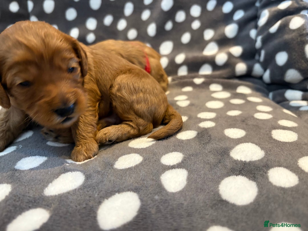 Cavapoo dogs for sale: Adorable Toy Cavapoo puppies ready on 3rd November - Image 15