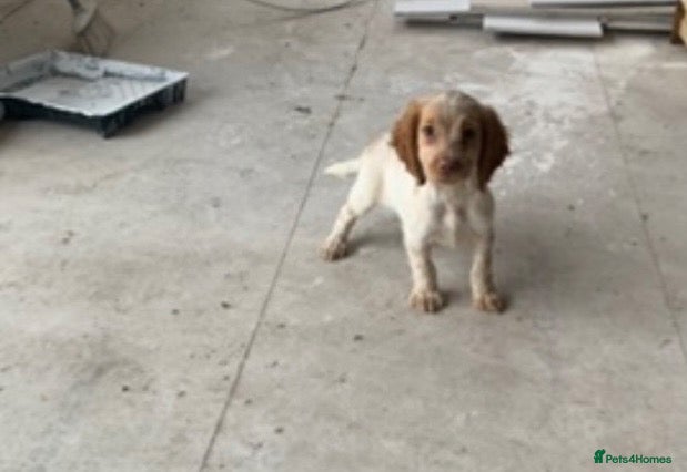 Cocker Spaniel dogs Beautiful Roan pups  - Advert 1