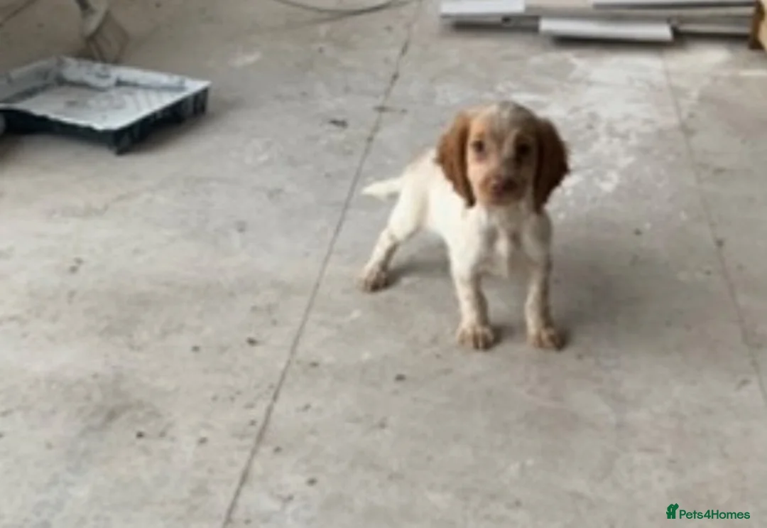 Cocker Spaniel dogs for sale: Beautiful Roan pups  - Advert 1