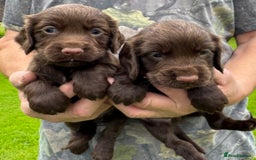 Cocker Spaniel dogs for sale: Cocker spaniels - Image 4