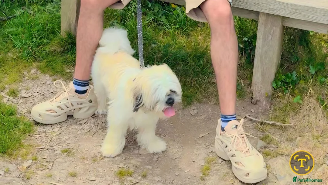 Shih Tzu dogs for sale: Murphy  - Advert 3