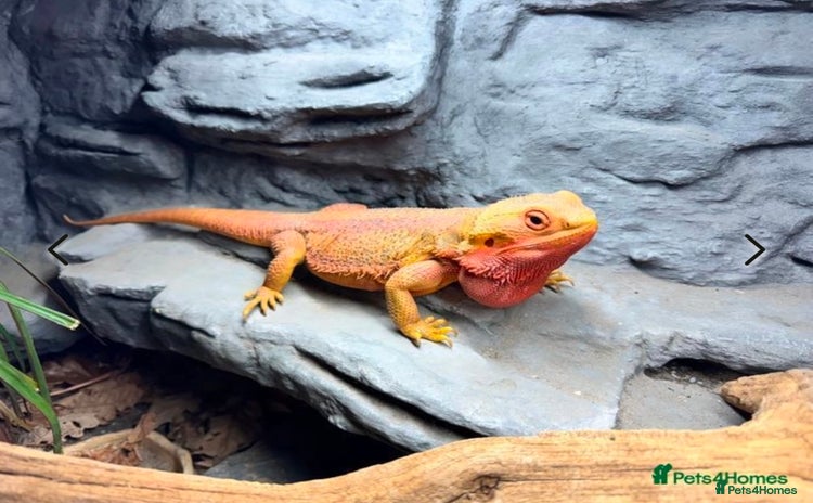 Bearded Dragon reptiles - Advert 5