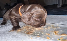 Sprocker dogs for sale: Sprocker Puppies - Image 11