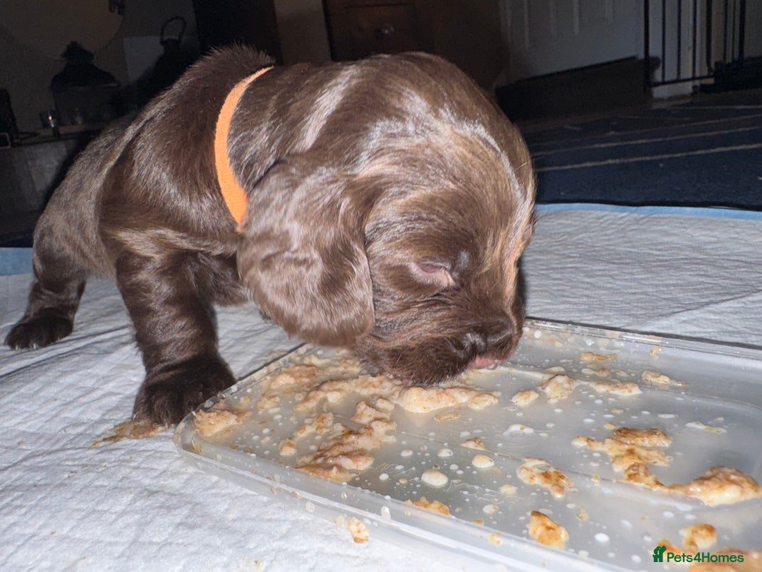 Sprocker dogs for sale: Sprocker Puppies - Image 11
