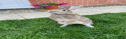 Mixed Breed rabbits for sale: Tammy - Advert 2
