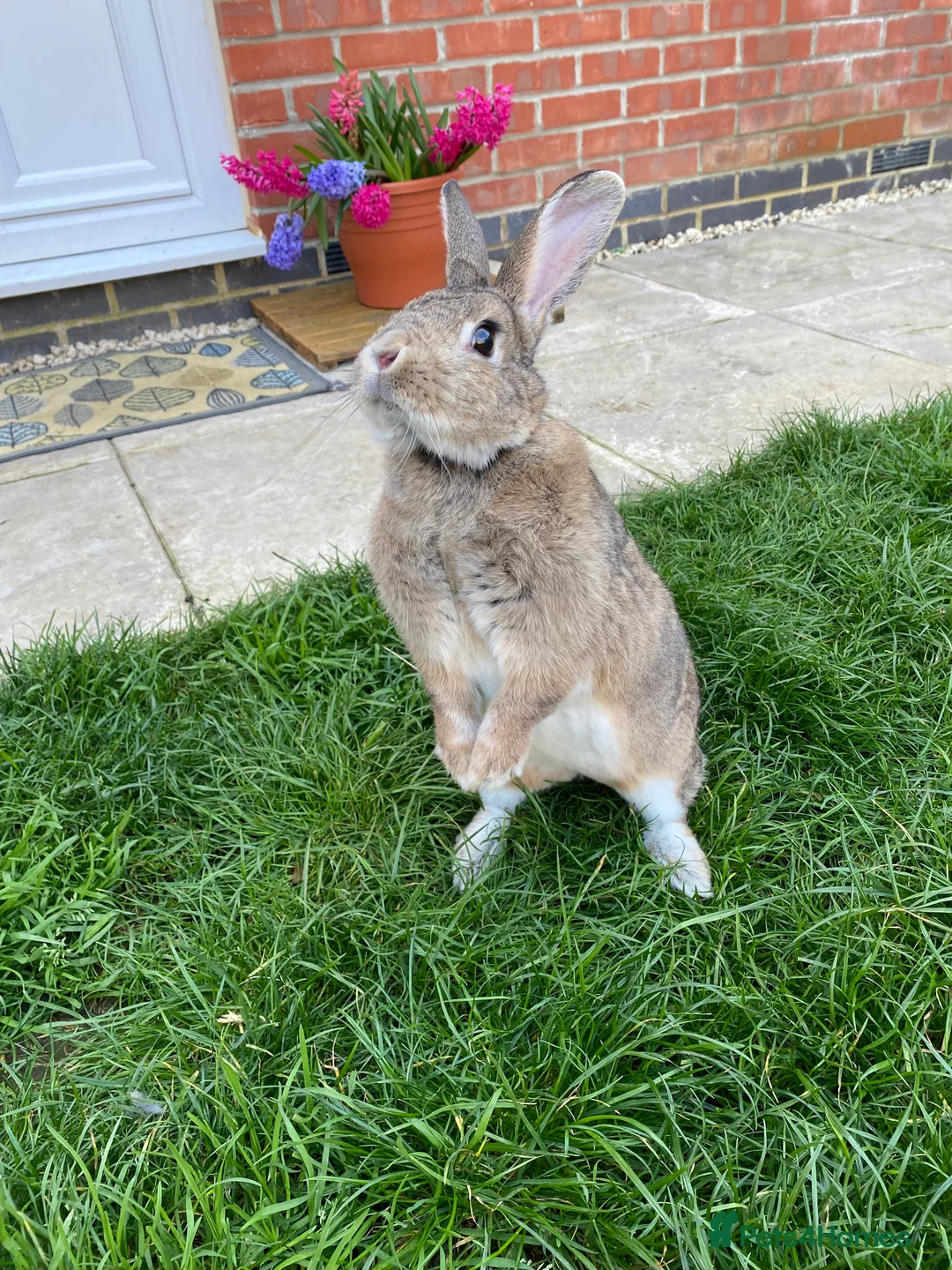 Mixed Breed rabbits for sale: Tammy - Advert 2