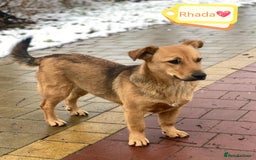 Mixed Breed dogs for adoption: 💖🐶 RAHDA 🐶💖 - Image 3