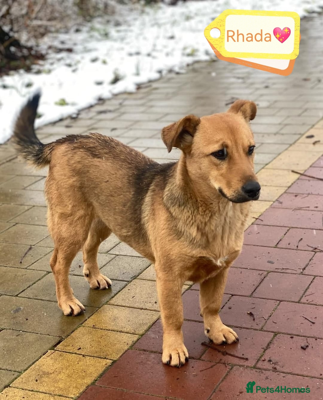 Mixed Breed dogs for adoption: 💖🐶 RAHDA 🐶💖 - Image 3