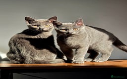 Russian Blue cats for sale: Russian Blue Kitten pair (Male and female) - Image 1