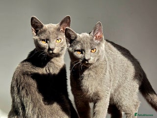 Russian Blue cats for sale - Advert 2
