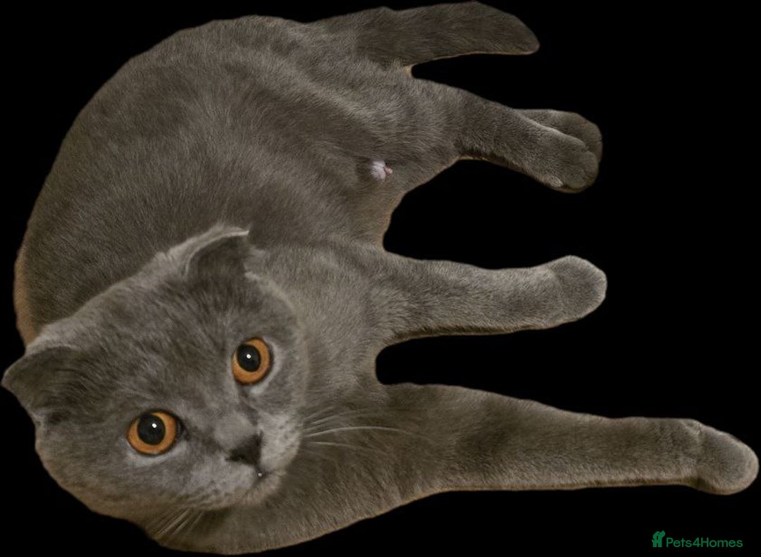 Scottish Fold cats for sale: Ready to GO Scottish fold kittens - Image 6