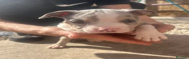 American Bully 1