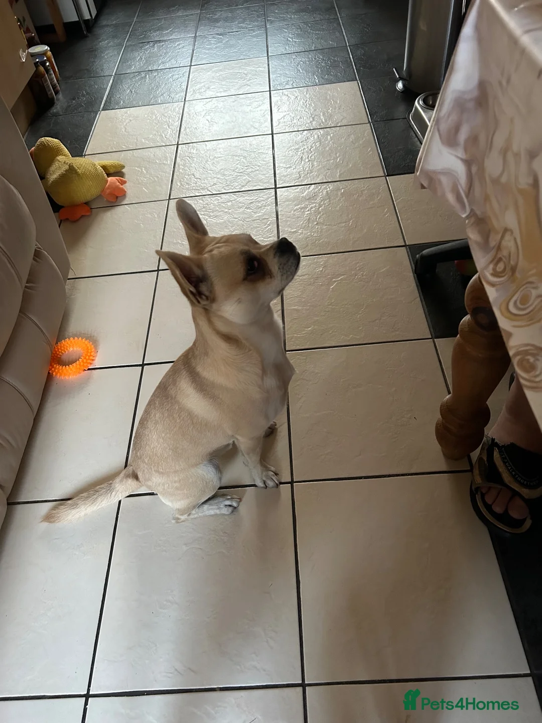 Chihuahua dogs for sale: Jacky in Bedford - Advert 4