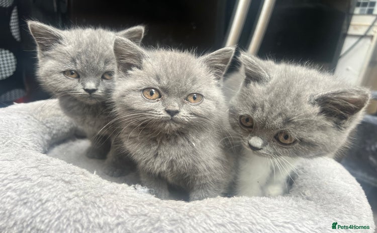 British Shorthair cats - Advert 8
