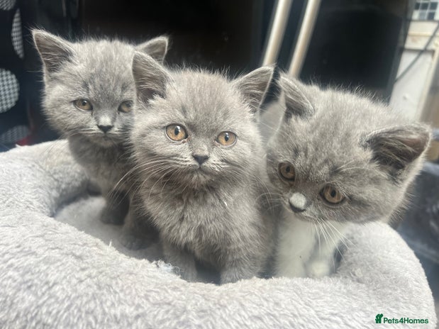British Shorthair cats - Advert 4