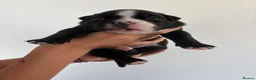 American Bully dogs for sale: 🧬 STUNNING CHUNKY POCKET BULLYS 🏆  - Advert 8