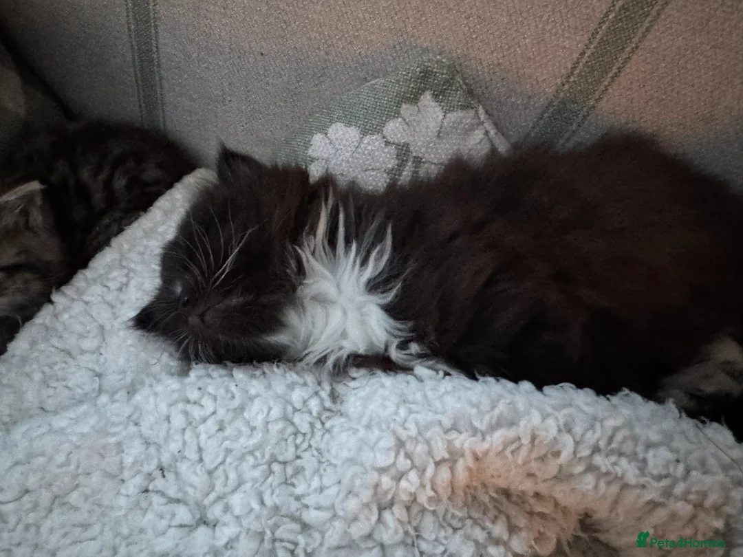 Mixed Breed cats for sale: Beautiful kittens for sale - Advert 16