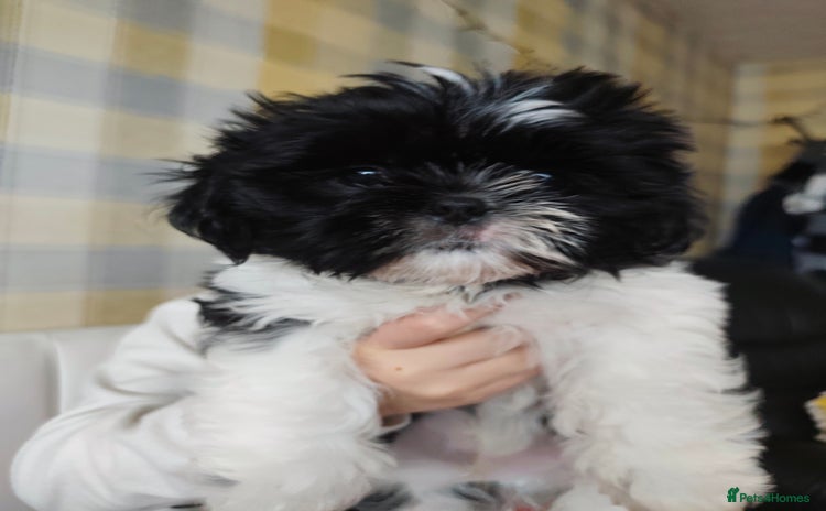 Shih Tzu dogs Shih Tzu puppies 1 boy available Redy Now!!! - Advert 4
