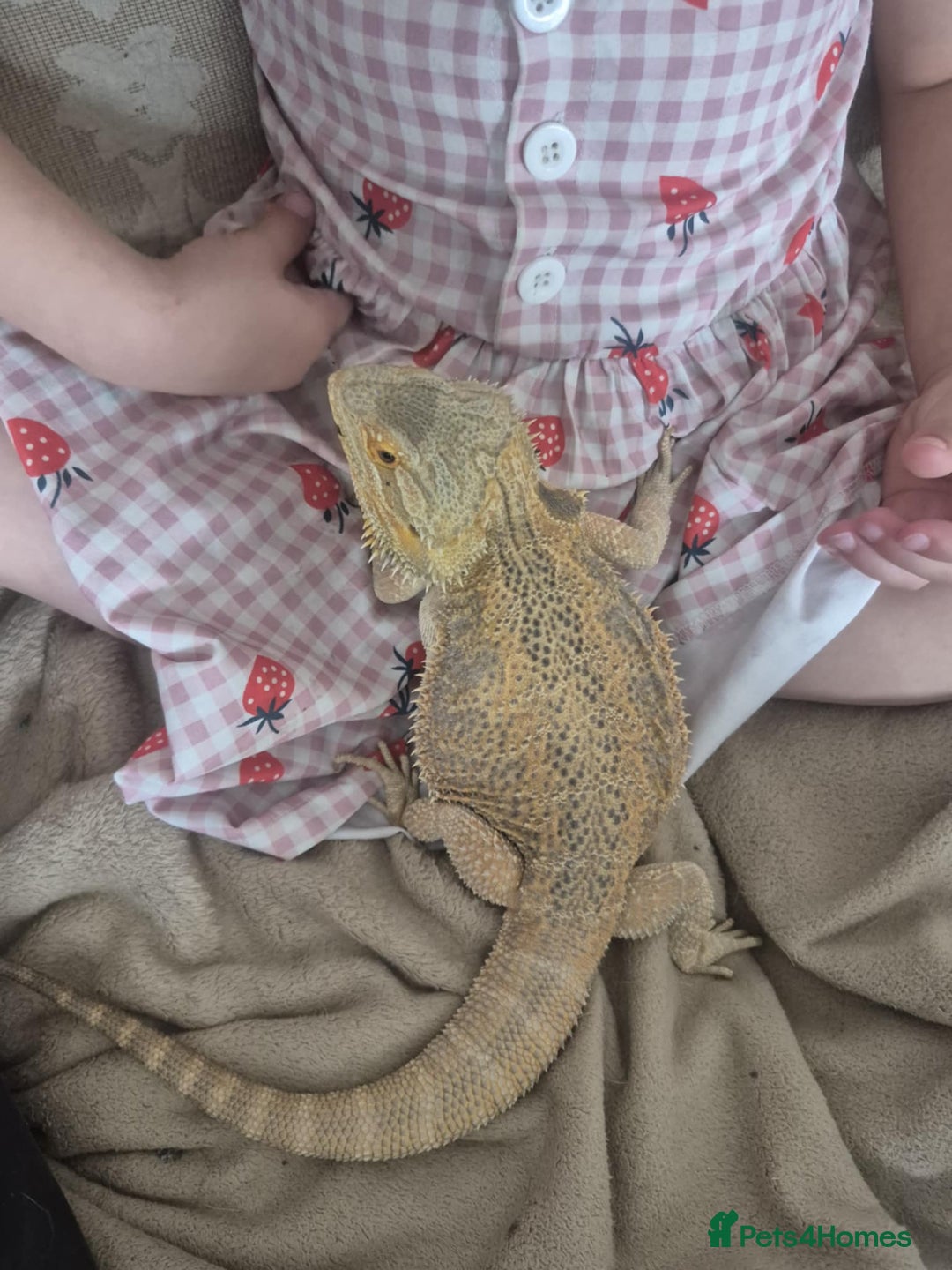 Bearded Dragon reptiles for sale: Bella the Bearded dragon  - Image 1