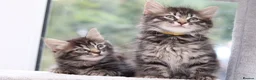 Mixed Breed cats for sale: 3 Lovely Kittens Ready to be Collected - Advert 2