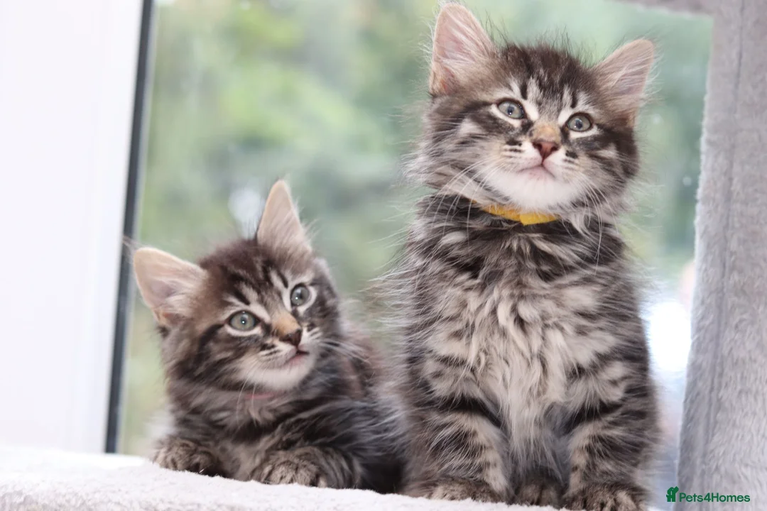 Mixed Breed cats for sale: 3 Lovely Kittens Ready to be Collected - Advert 2