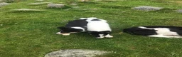 Border Collie dogs for sale: Border collie pups - Advert 8