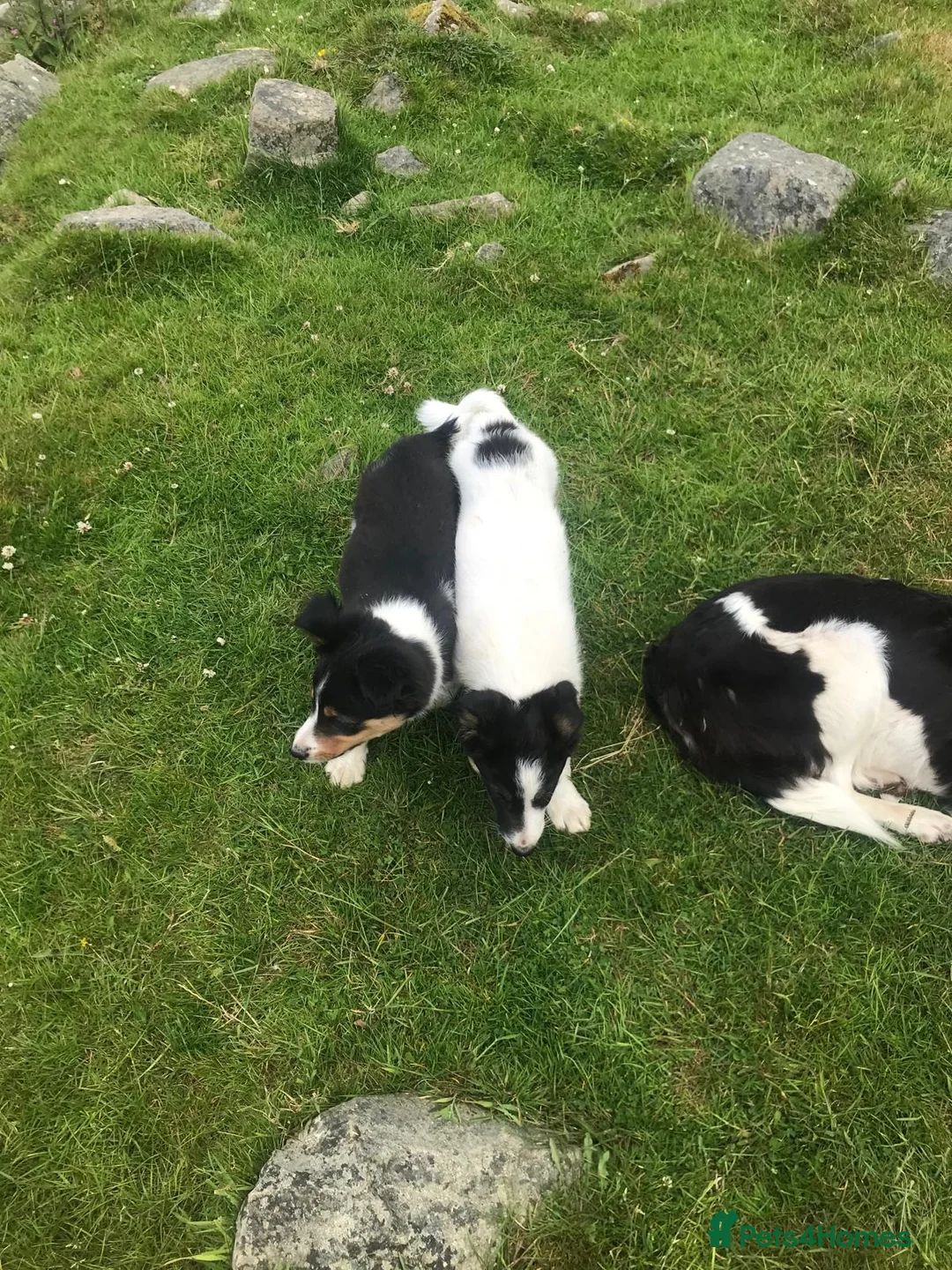 Border Collie dogs for sale: Border collie pups - Advert 8