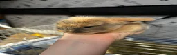 Mixed Breed rabbits for sale: Lion head and mini lop baby rabbits - Advert 5