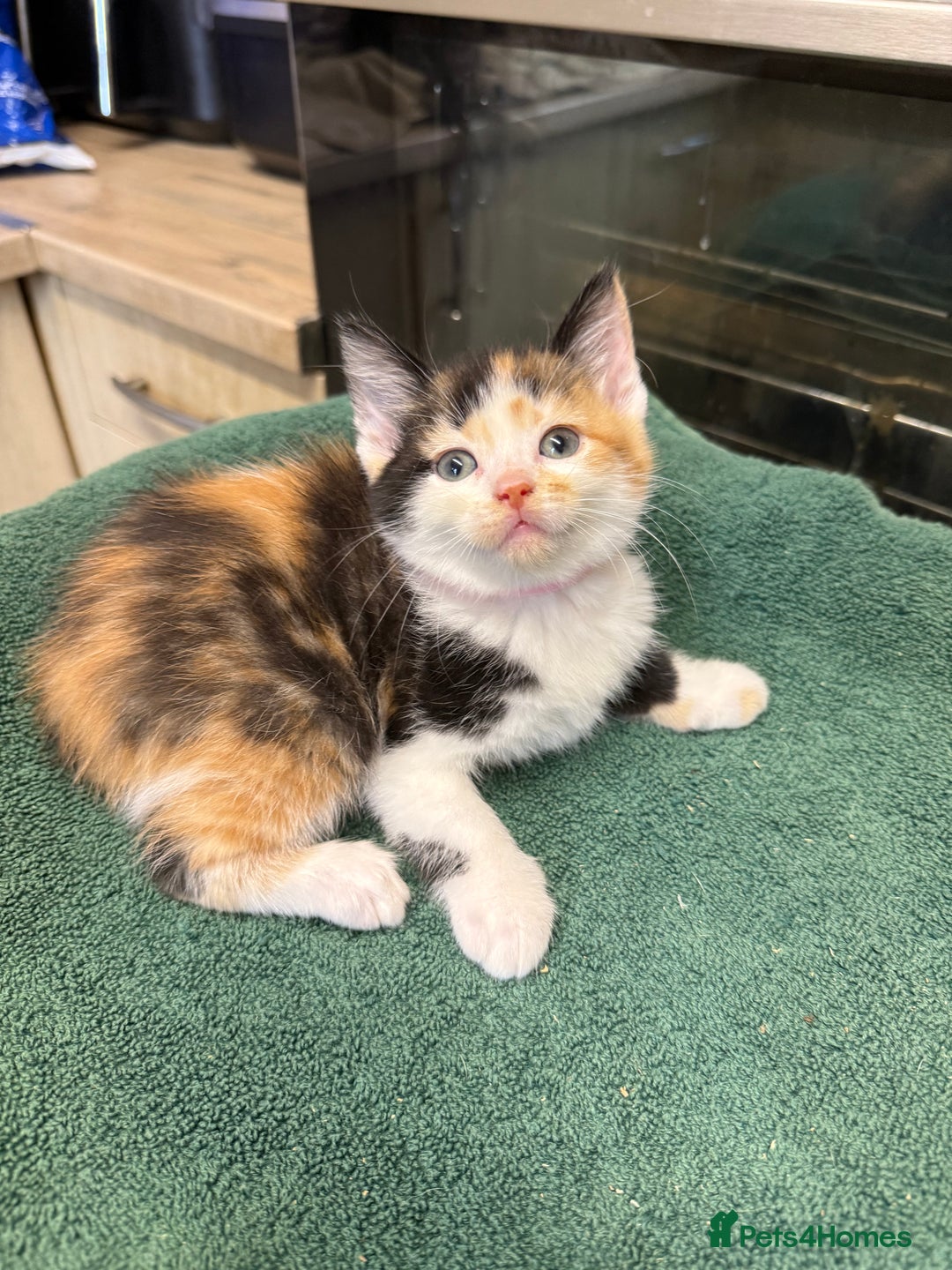 British Shorthair cats for sale: BRITISH BLUE X KITTENS - Image 13