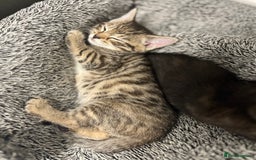 Mixed Breed cats for sale: 4 Adorable Kittens  - Image 1
